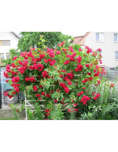 czerwone róże pnące