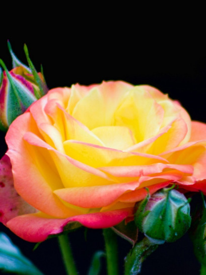 baby masquerade róże miniaturowe Gl 5.jpg