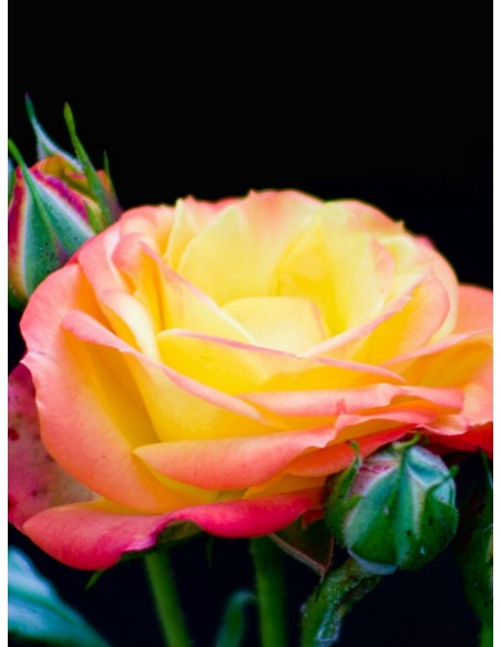 baby masquerade róże miniaturowe Gl 5.jpg