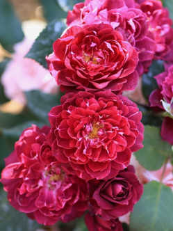 Cardinal Hume róże krzaczaste Gl 2.jpg