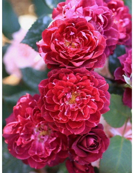 Cardinal Hume róże krzaczaste Gl 2.jpg