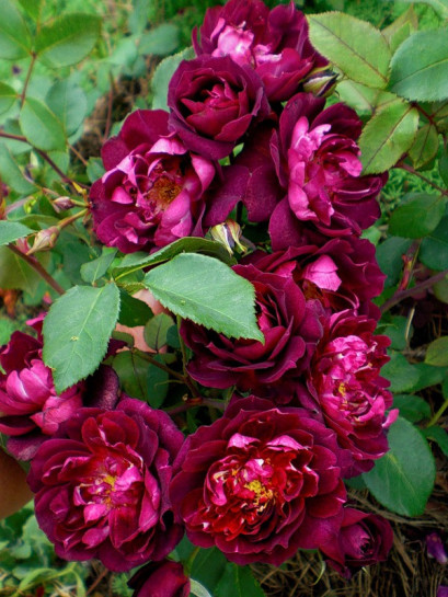 Cardinal Hume róże krzaczaste Gl 1.jpg