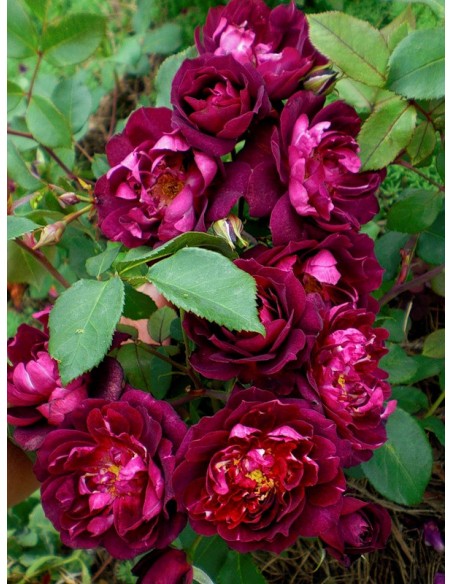 Cardinal Hume róże krzaczaste Gl 1.jpg