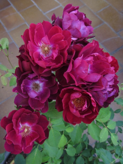 Cardinal Hume róże krzaczaste Gl 3.jpg