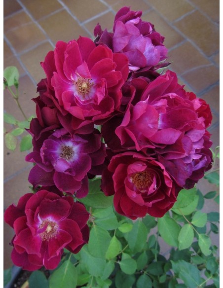 Cardinal Hume róże krzaczaste Gl 3.jpg