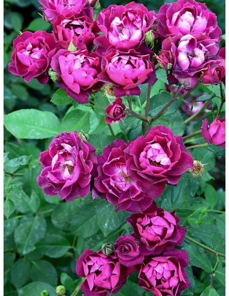 Cardinal Hume róże krzaczaste Gl 5.jpg