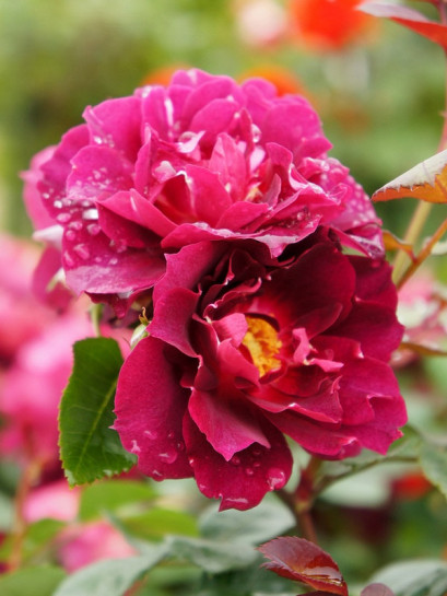 Cardinal Hume róże krzaczaste Gl 4.jpg