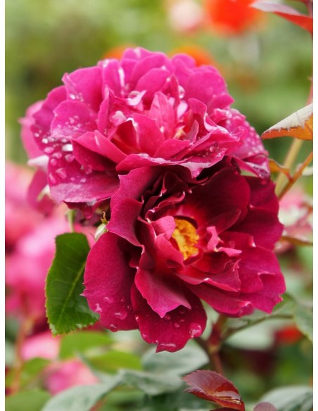 Cardinal Hume róże krzaczaste Gl 4.jpg