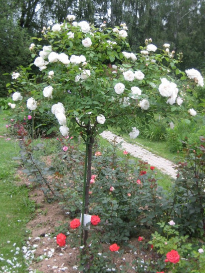 róże pienne auscat