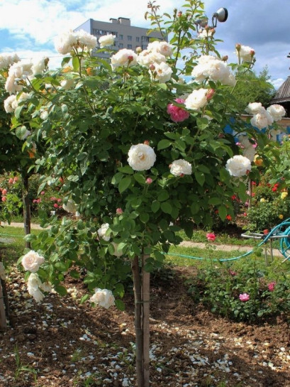 auscat pienne róże