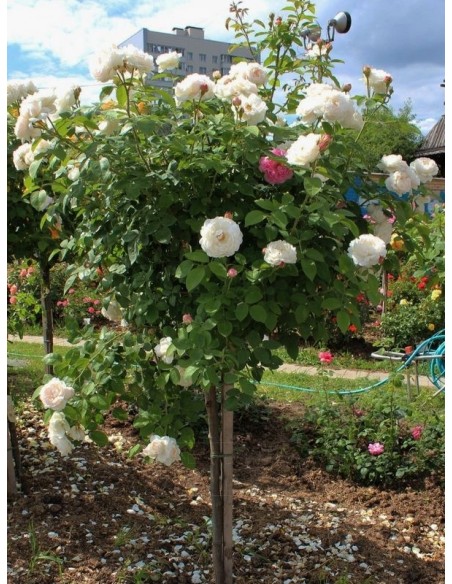 auscat pienne róże