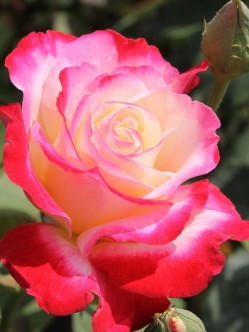 Double Delight pienne róże 2