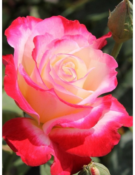 Double Delight róże pienne