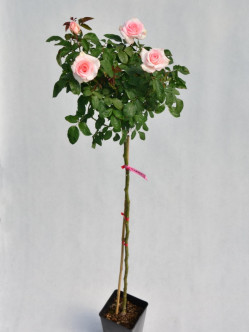 flamingo róże pienne Gl