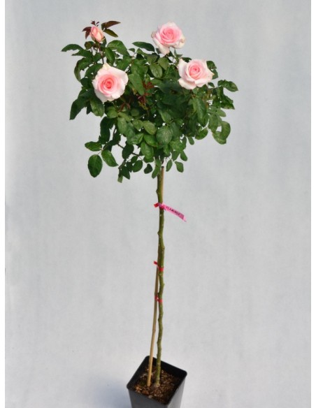 flamingo róże pienne Gl