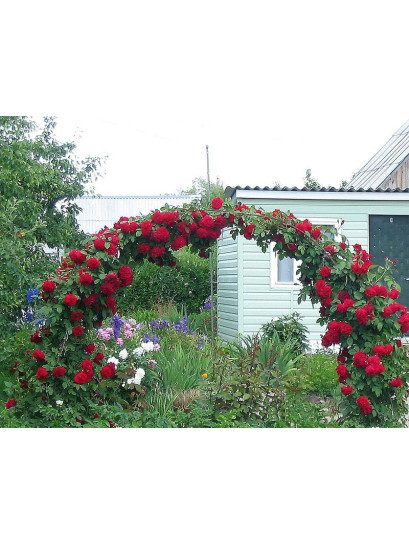 sympatia - róże pnace