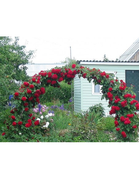 sympatia - róże pnace