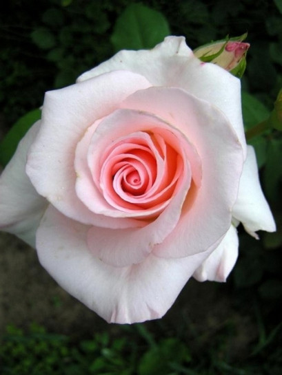 Flamingo róże pienne