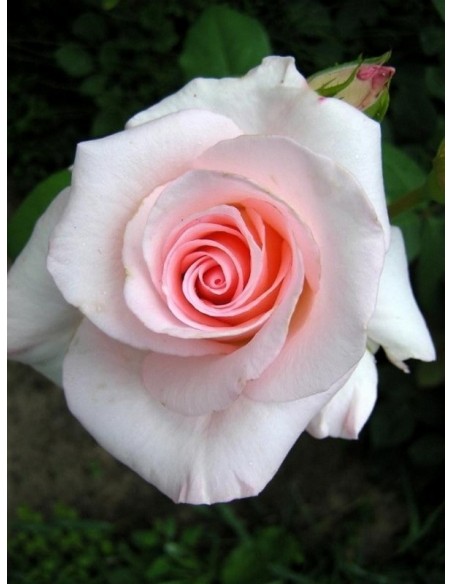 Flamingo róże pienne