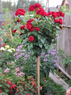 pienne róże Lavaglut