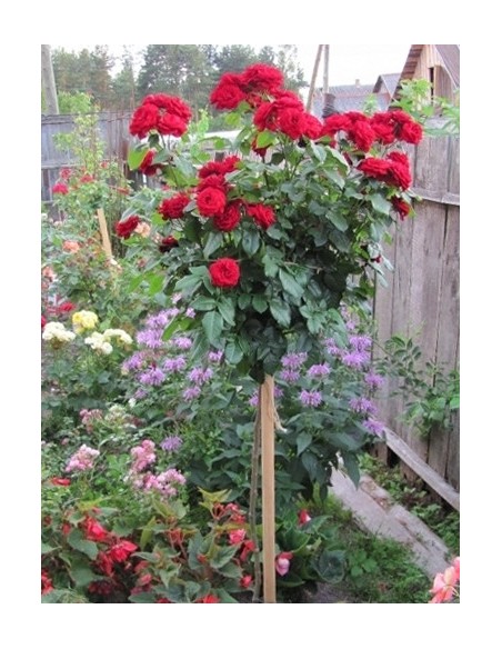 pienne róże Lavaglut