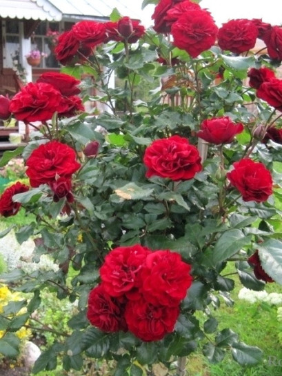 Lavaglut róze pienne