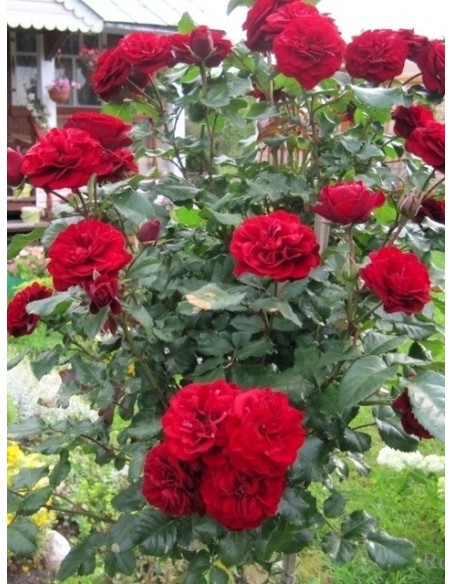 Lavaglut róze pienne