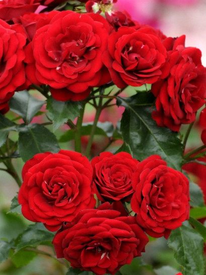 Lavaglut bordowe róże pienne