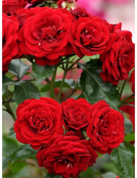 Lavaglut bordowe róże pienne