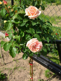 Diamond Jubilee róże pienne.jpg