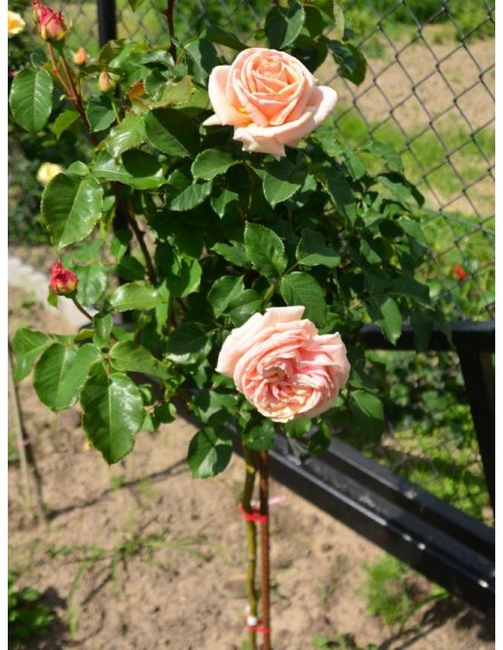 Diamond Jubilee róże pienne.jpg