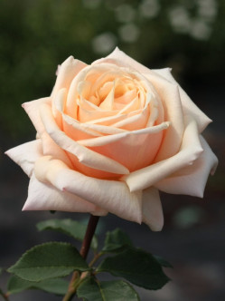 Diamond Jubilee róże pienne.jpg 2