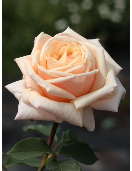 diamond jubilee róze pienne