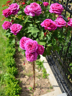 old port róże pienne