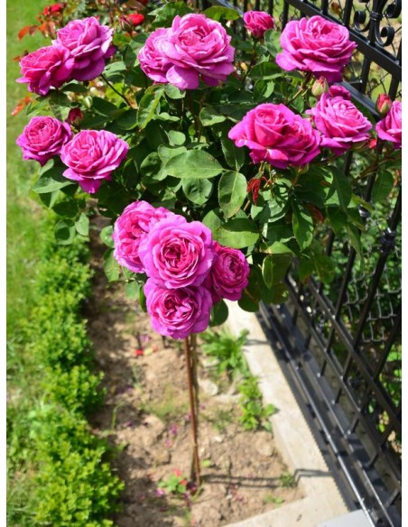 old port róże pienne