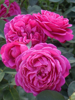 old port róże pienne 2