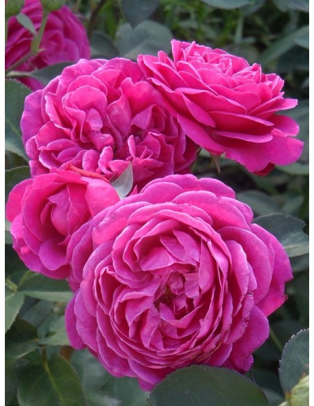 Old Port róze pienne