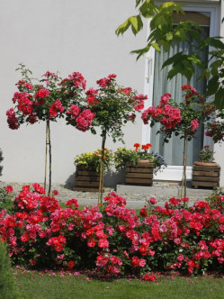 róże pienne Heidetraum