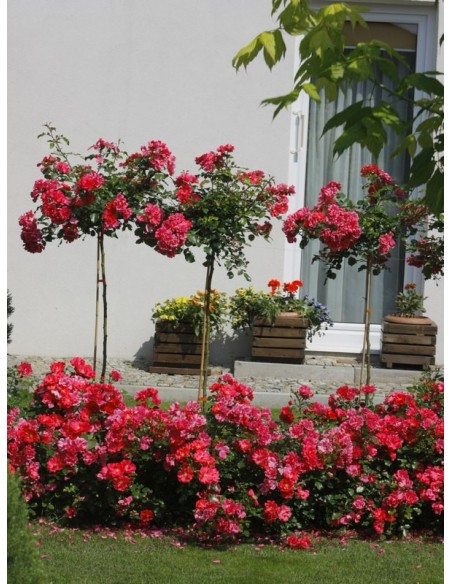 róże pienne Heidetraum