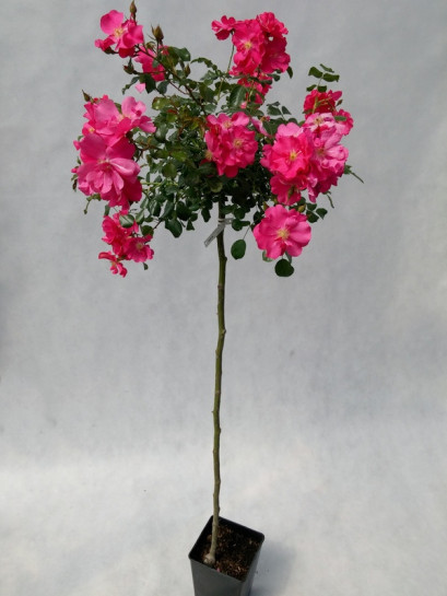 Heidetraum róże pienne