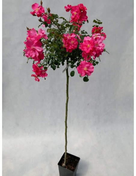 Heidetraum róże pienne