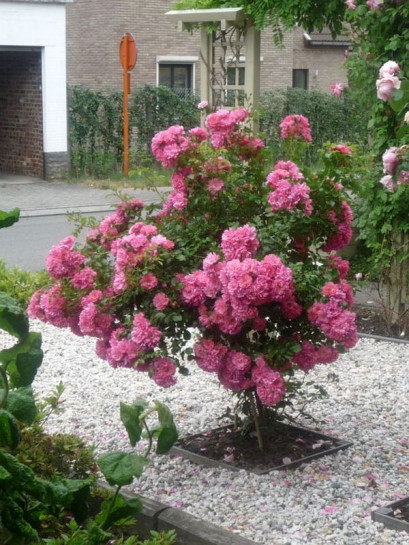 Heidetraum pienne róże