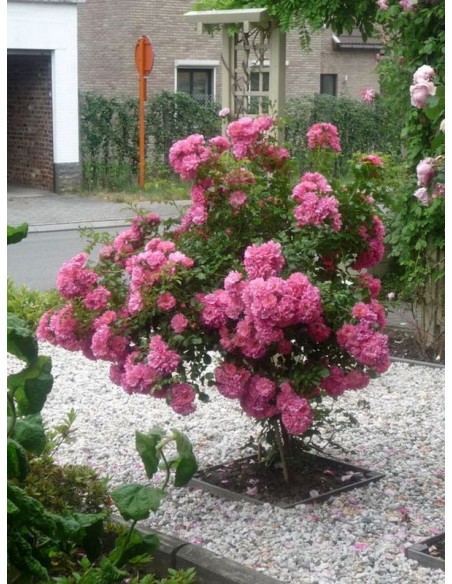 Heidetraum pienne róże