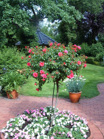 pienne róże Heidetraum