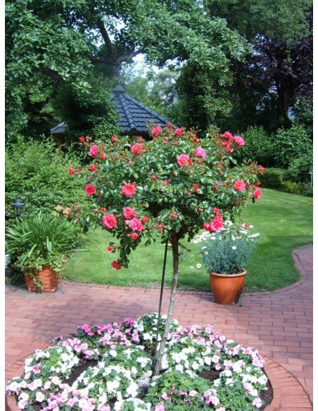 pienne róże Heidetraum