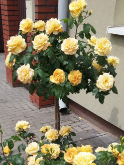 Amber Queen róże pienne