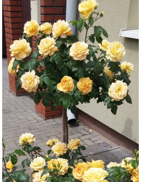 Amber Queen róże pienne