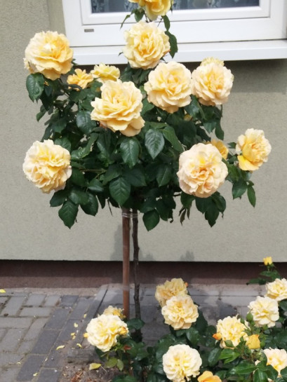 Amber Queen róze pienne