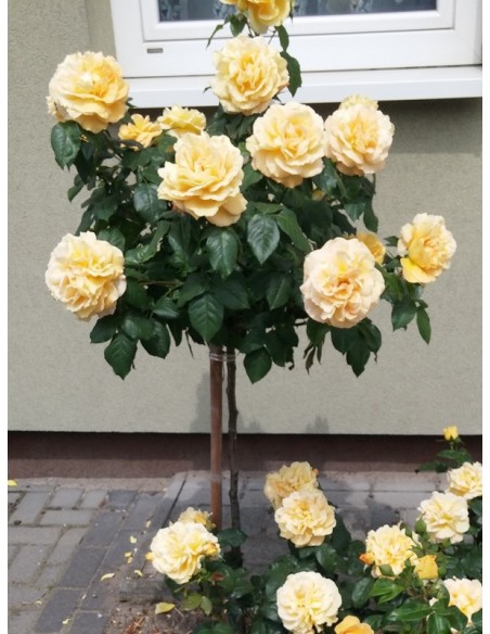 Amber Queen róze pienne