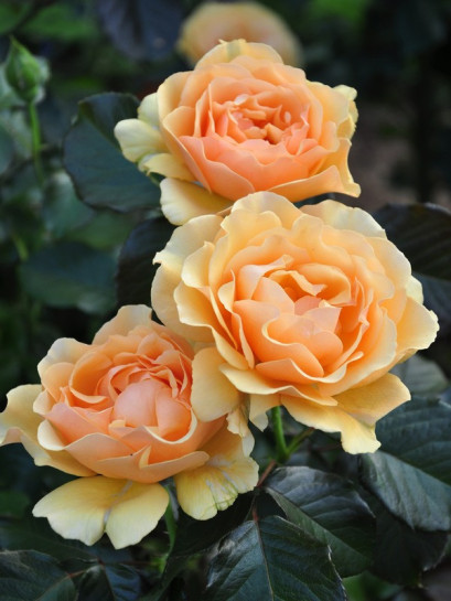 Amber Queen pienne róze